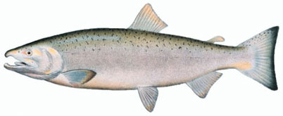 muskegon-coho-salmon