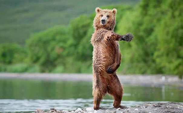 amazing-animal-photos-bear