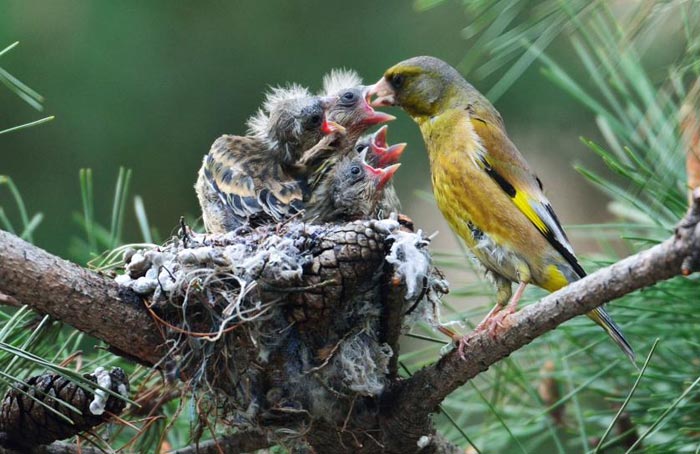 amazing-animal-photos-bird-feeding