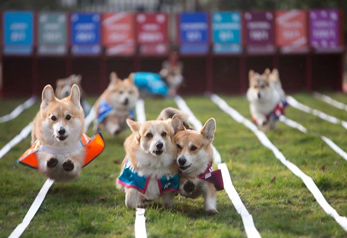 amazing-animal-photos-dog-race