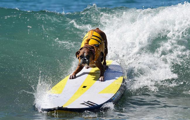 amazing-animal-photos-dog-surfing