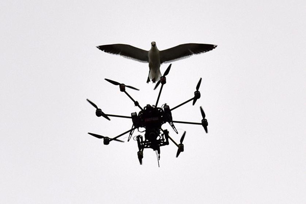 amazing-animal-photos-drone-bird