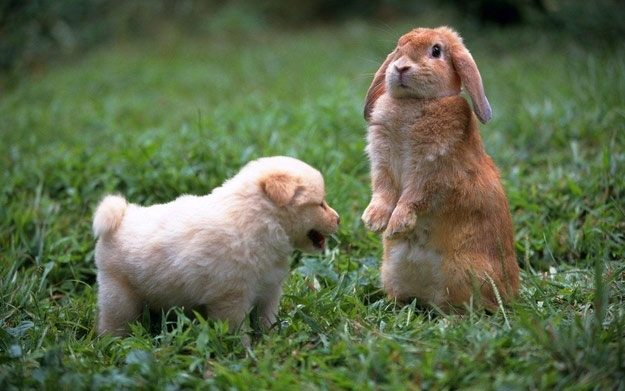 amazing-animal-photos-rabbit-and-puppy