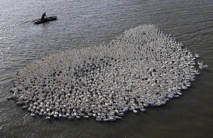 amazing-animal-photos-swan-heart