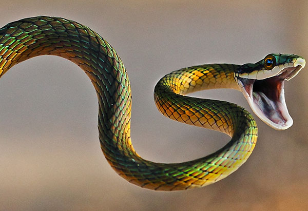 interesting-facts-about-snakes-fundabook