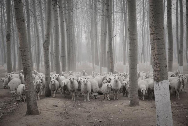 top10-amazing-picture-in-sheep