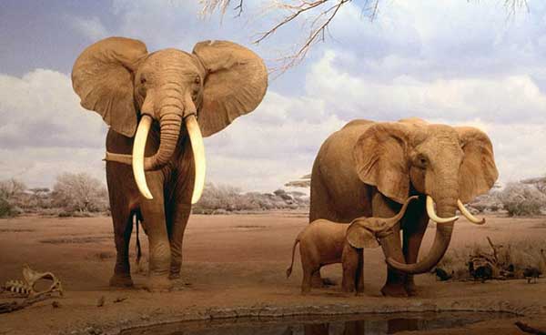 amazing-facts-about-elephants