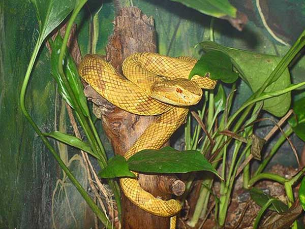 golden-lancehead-snake-island-brazil