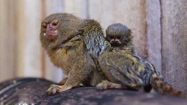 small-monkey-babies