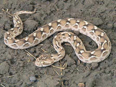 6-most-dangerous-snakes-in-india-Saw-Scaled-Viper