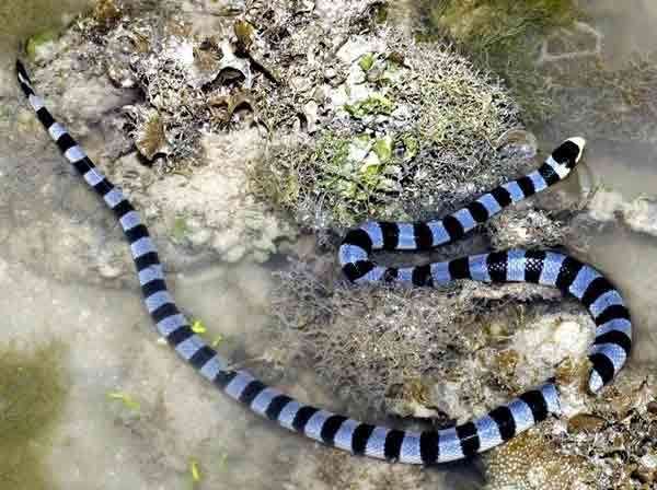 belchers-sea-snake