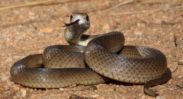 eastern-brown-snake