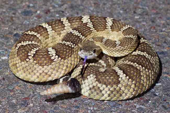 rattle-snake