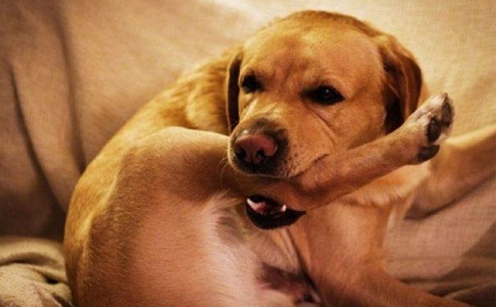 stupid-dogs-stupid-things