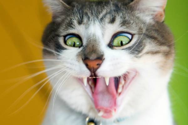 funny-cat-video-which-will-make-you-laugh-louder