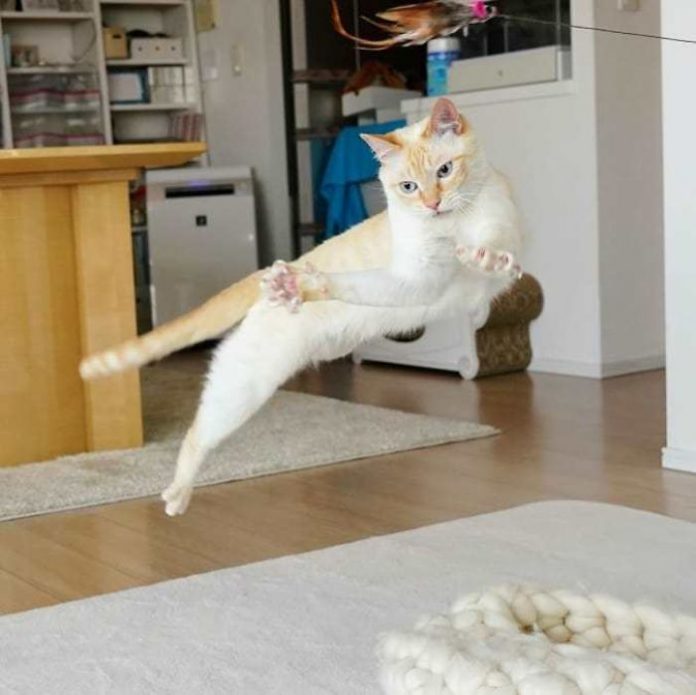 Dancing cats70