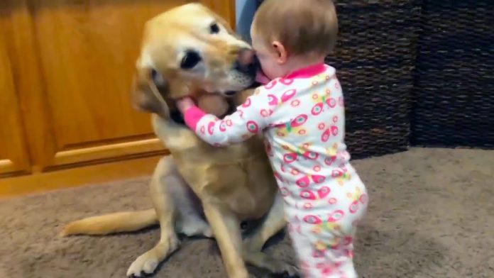 Watch video Beloved child pet dog! Watch video Beloved child pet dog!
