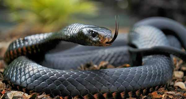 world Venomous black-mamba-snake