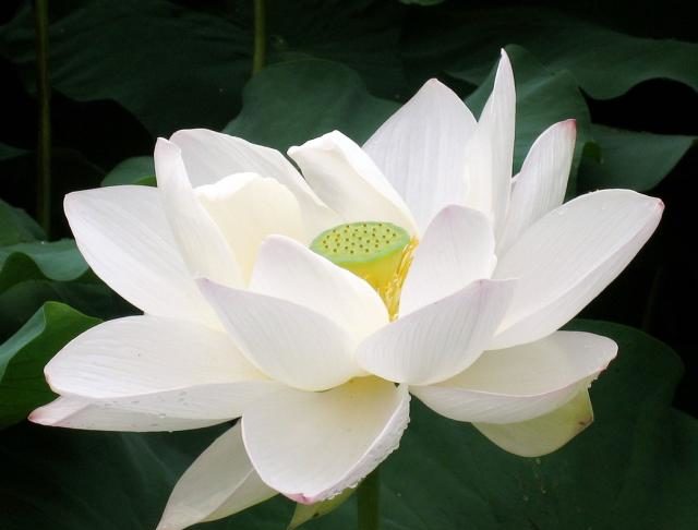 white-lotus