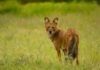 dhole