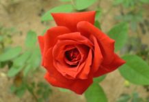 rose