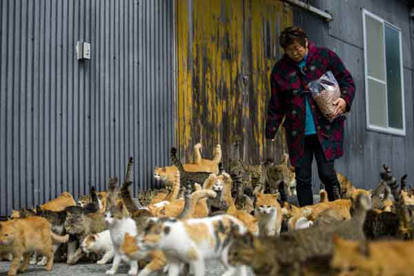 tashirojima-island