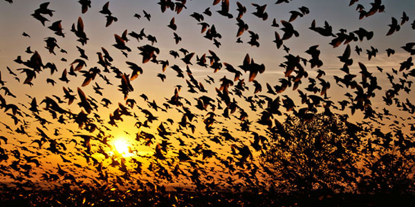 Mass-Bird-Suicide-Jatinga
