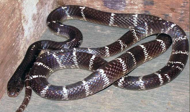 इंडियन क्रेट सापों की एक जहरीली प्रजाति है