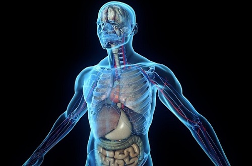 मानवीय शरीर के बारे में कुछ रोचक तथ्य - Interesting Facts, Information