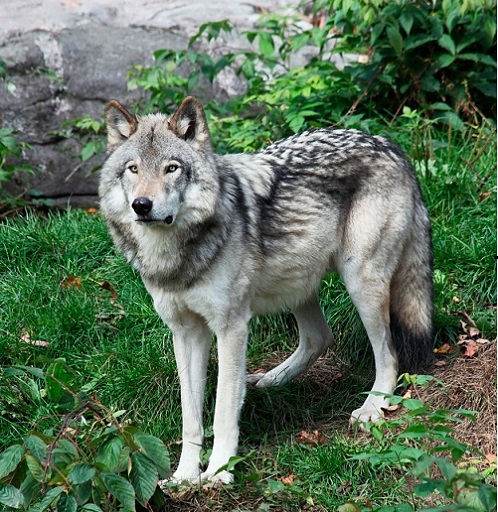 wolf hybrids - Interesting Facts, Information in Hindi - रोचक तथ्य