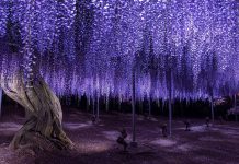 strange and mysterious Wisteria-tree-Japan