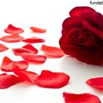 Rose petals are very beneficial for the skin