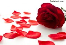 Rose petals are very beneficial for the skin