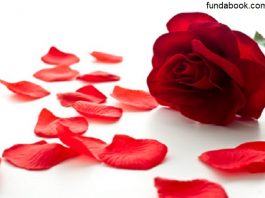 Rose petals are very beneficial for the skin