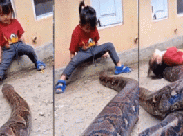 Shocking video viral on social media