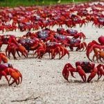 The ruling of crabs runs in this island