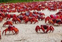 The ruling of crabs runs in this island