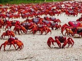 The ruling of crabs runs in this island