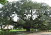 interesting facts related The Great Oak Tree