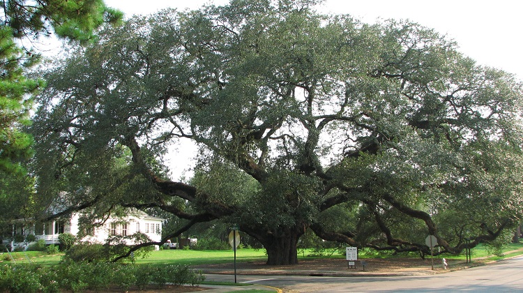 interesting facts related The Great Oak Tree