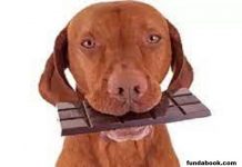 Why should dogs not be fed chocolate?