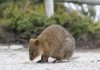 appiest animals world, know some interesting facts