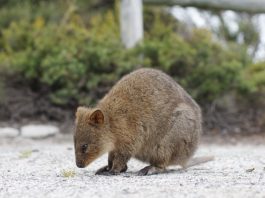 appiest animals world, know some interesting facts