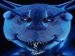 common things look so strange when viewed microscope