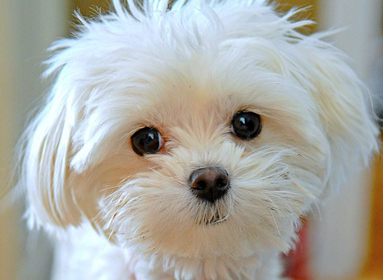 Maltese breed dogs are very cute, know how to care