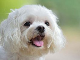 Maltese breed dogs are very cute, know how to care