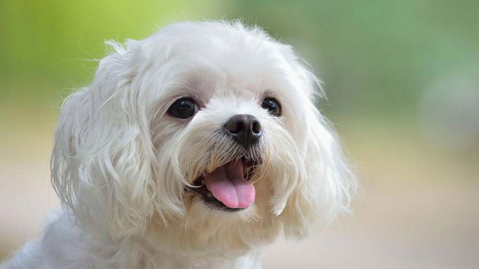 Maltese breed dogs are very cute, know how to care
