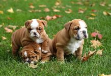 interesting facts about the very cute breed Bulldog