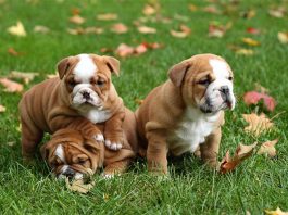 interesting facts about the very cute breed Bulldog