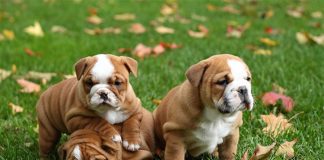 interesting facts about the very cute breed Bulldog